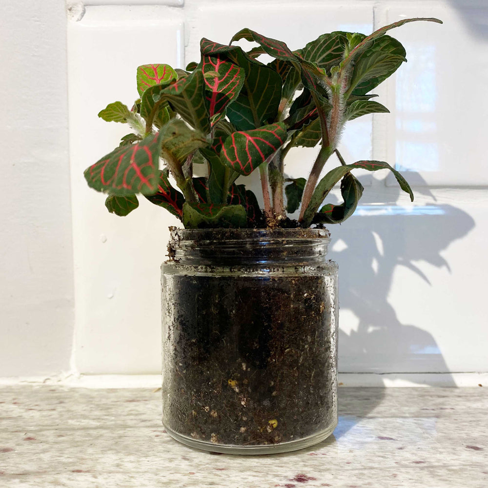 plant in lumi basics scrub jar